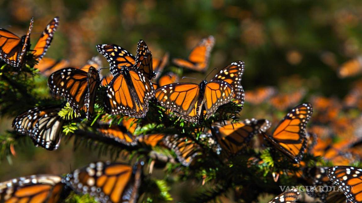 Ya se mira la mariposa Monarca en Coahuila