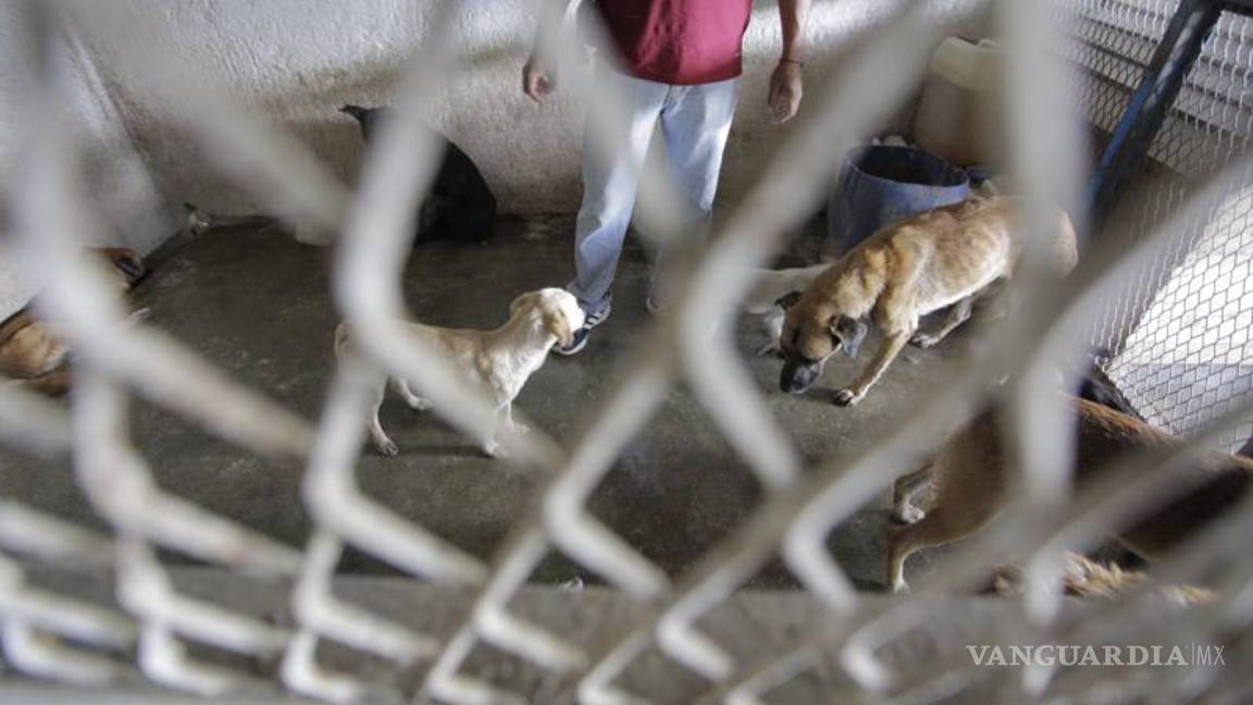 $!¿Quieres un lomito? Estos son los pasos para adoptar un perro en Control Canino de Saltillo