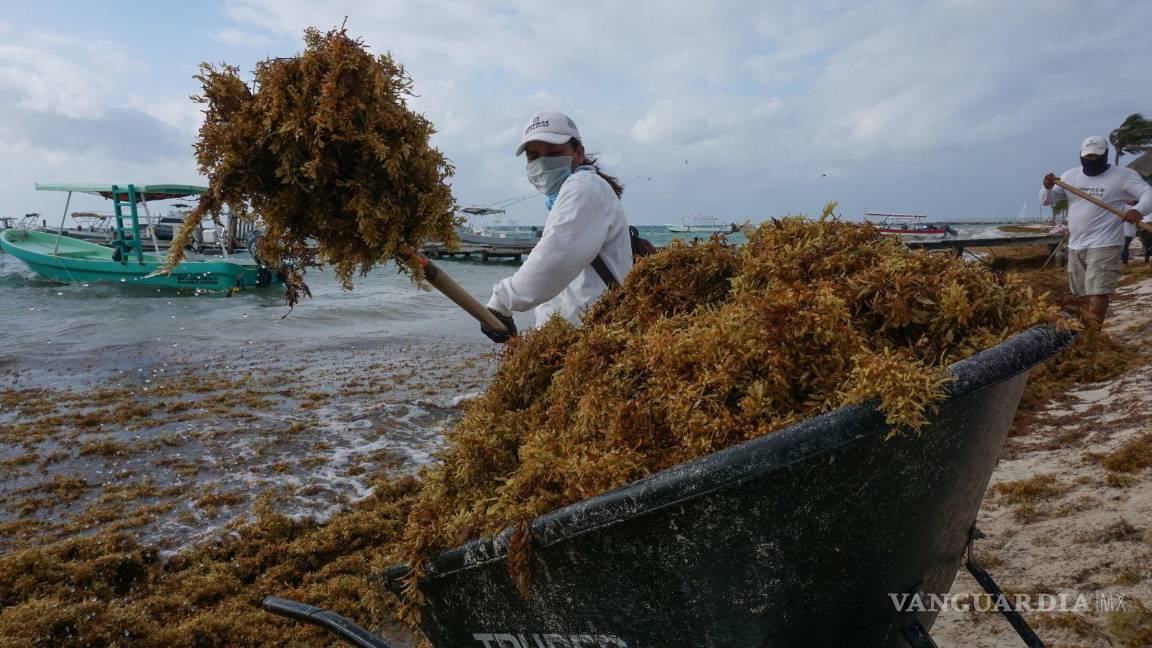 $!Semar informó que para atender esta temporada cuentan con 11 buques sargaceros.