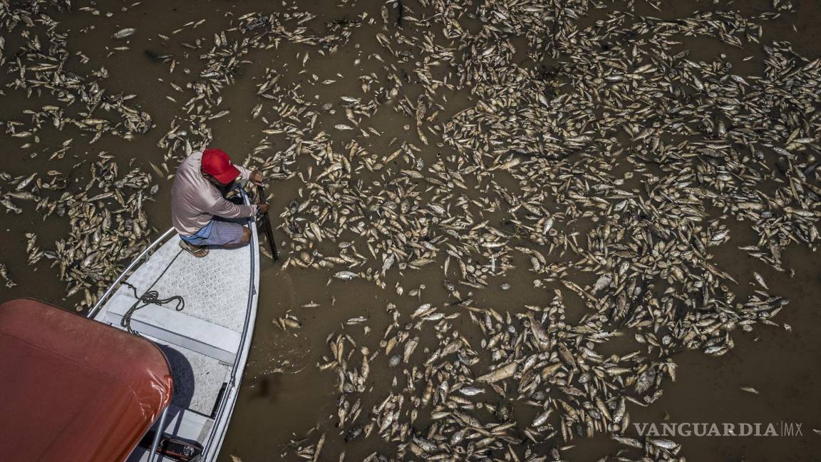 $!Paulo Monteiro da Cruz navega entre miles de peces muertos por el calor y la acidez del agua, en la Reserva de Desarrollo Sostenible Lago do Piranha, Brasil.