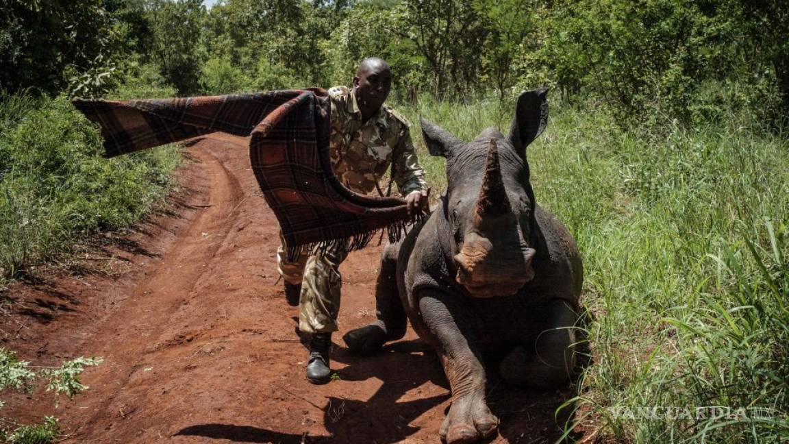 $!Las fotos más espectaculares de animales en este 2018