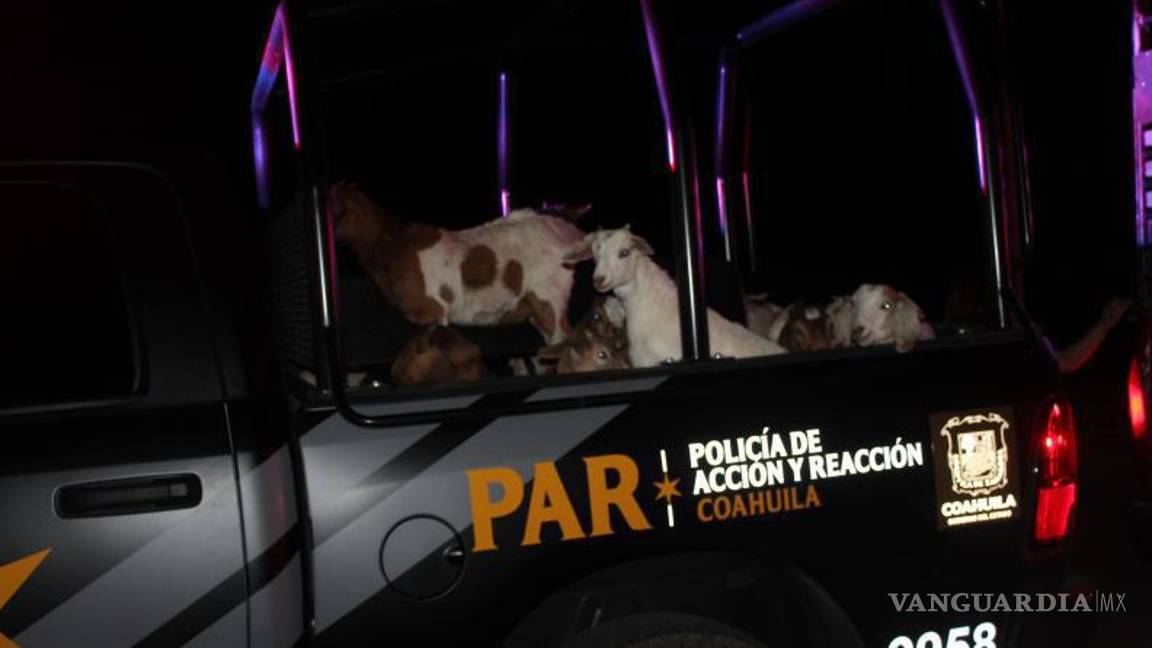 $!Una chiva falleció como resultado del incidente, las demás fueron resguardadas.