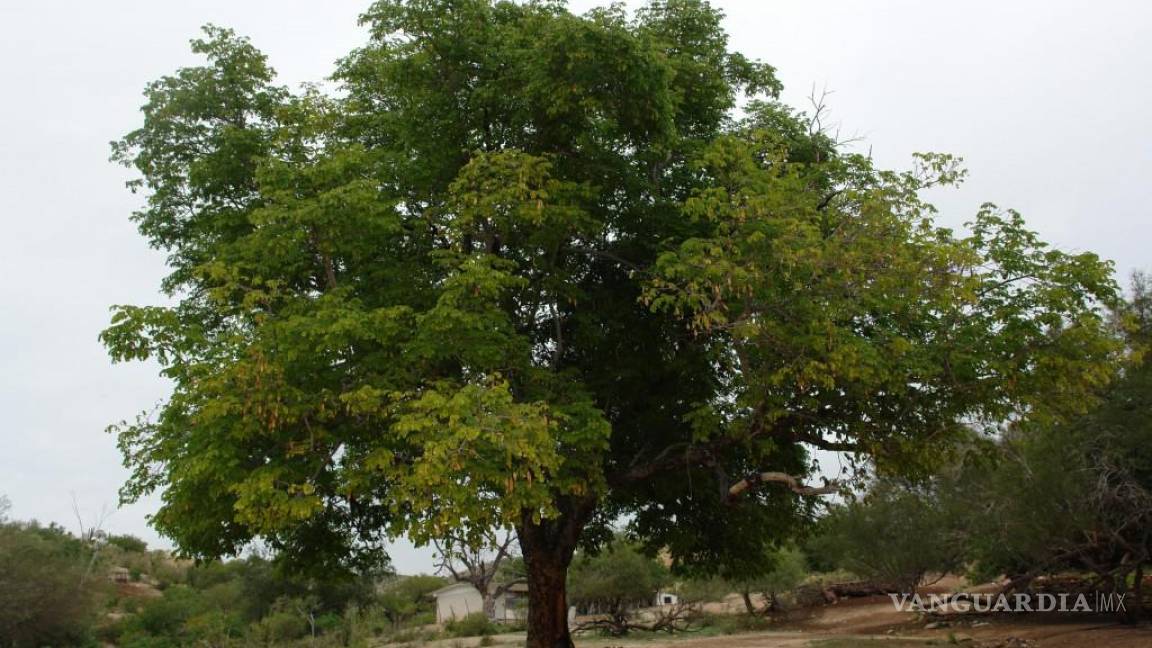 Convocan a estudiantes: están en busca de la foto del árbol más bonito de Acuña