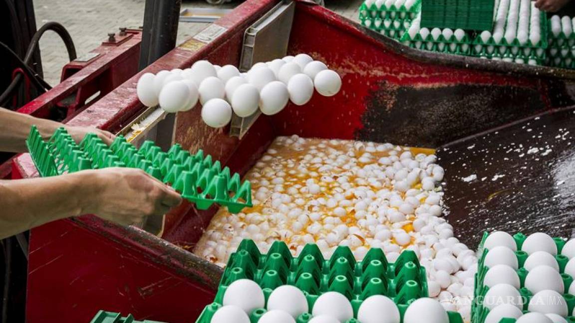Hay 17 países afectados por los huevos contaminados con fipronil