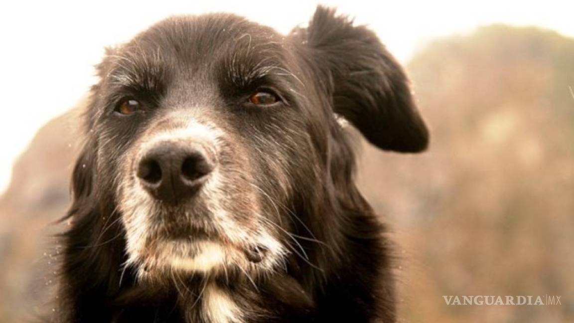 21 % de los perros mayores de 8 años muestran signos de demencia