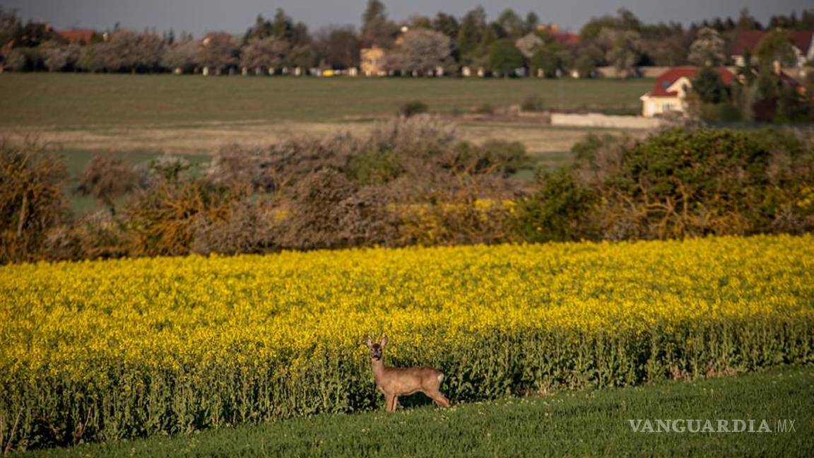 $!Mira cómo festeja el Día de la Tierra sus primeros 50 años con una pandemia global por el COVID-19