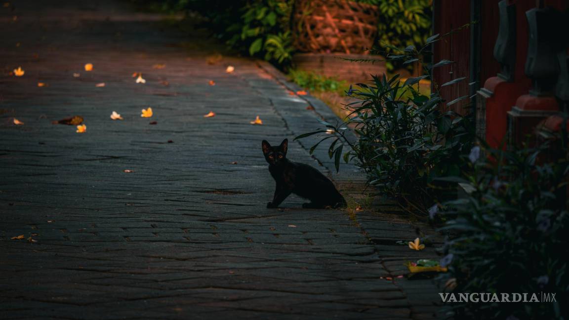 ¿Por qué los gatos negros son considerados de mal augurio?