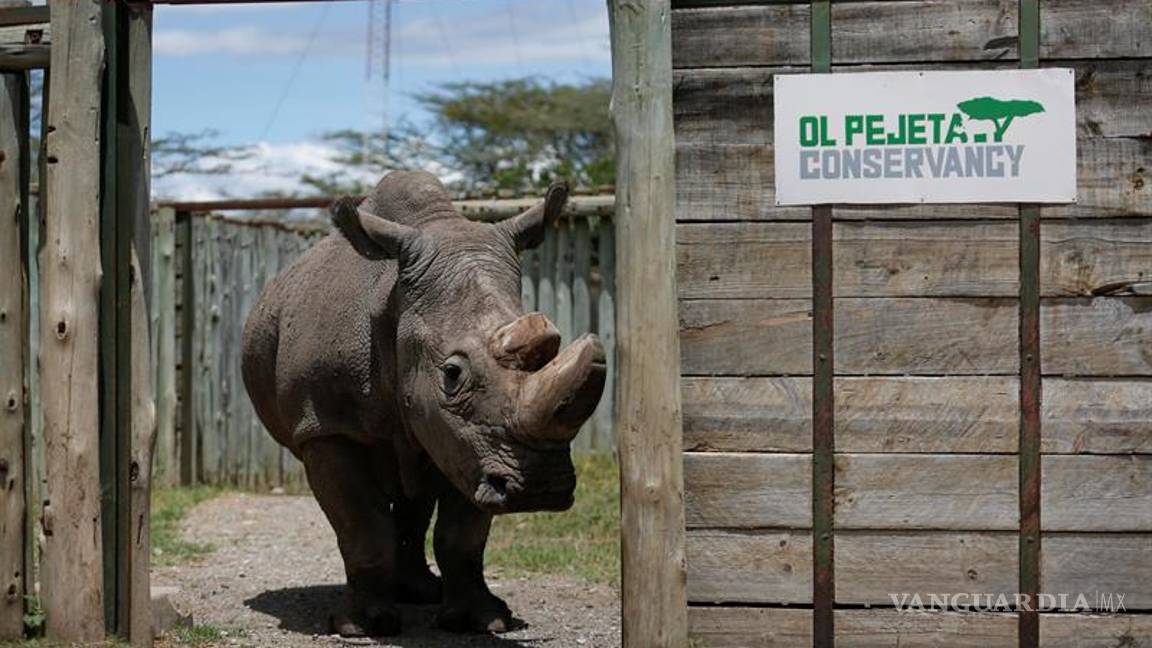 $!Para salvar la especie, último rinoceronte blanco recurre a Tinder