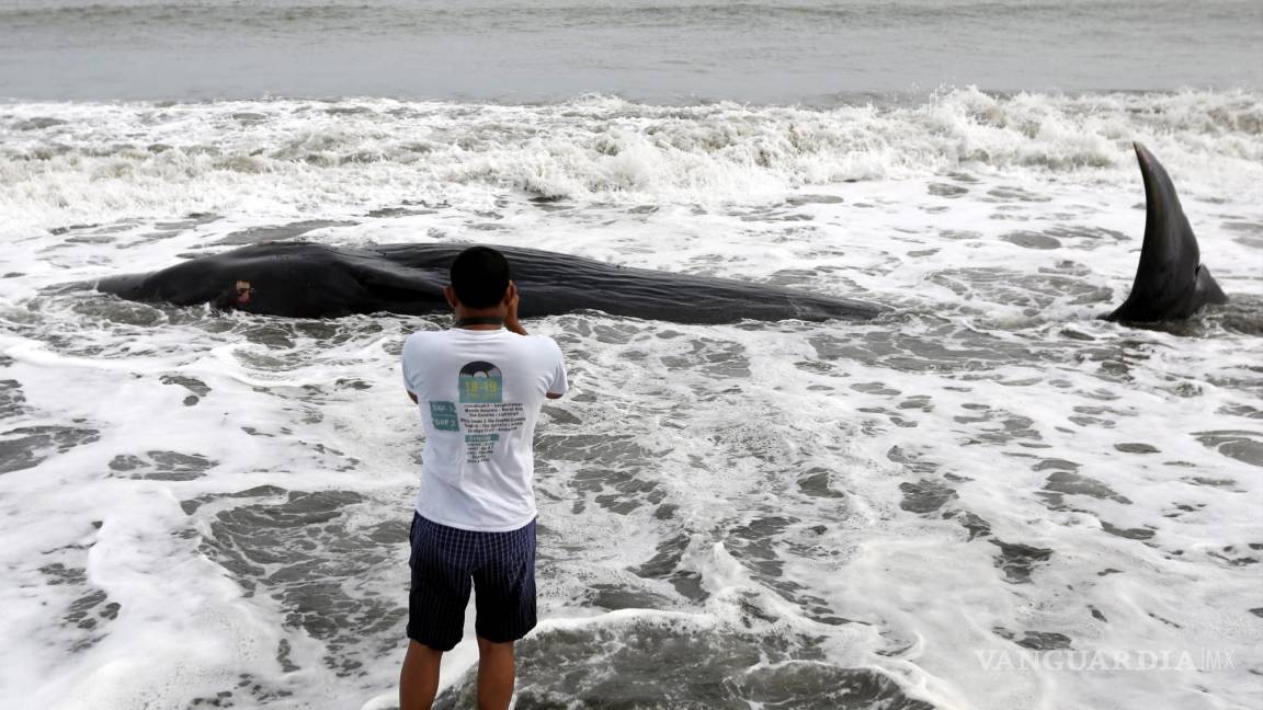 $!Un hombre fotografía el cuerpo de una ballena muerta en la Playa Alue Naga, en Banda Aceh, Indonesia. EFE/Hotli Simanjuntak