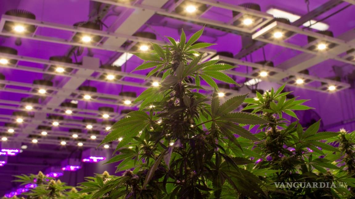 Cura Cannabis Solutions alcanza el mayor acuerdo comercial en el negocio de la marihuana en EU