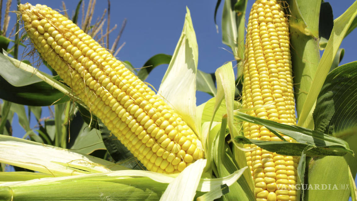 El maíz es el “talón de Aquiles” de productores mexicanos en TLCAN