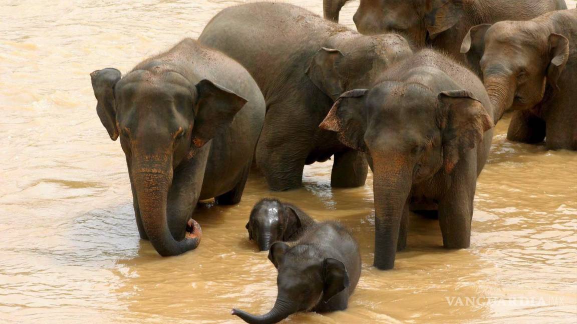 $!Elefantes disfrutan de su baño diario en el río cerca del orfelinato de elefantes Pinnawela en Sri Lanka. EFE/M.A. Pushpa Kumara