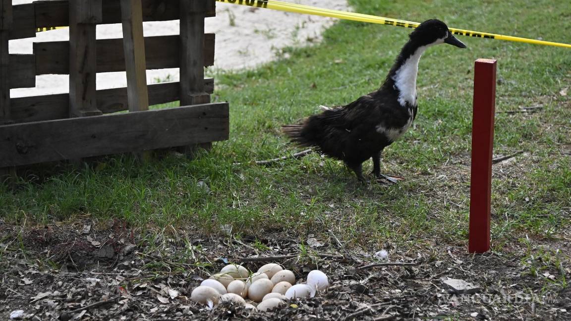 $!Una patita empolló sus huevos en pleno Torneo Anual del Club Campestre de Golf 2024.