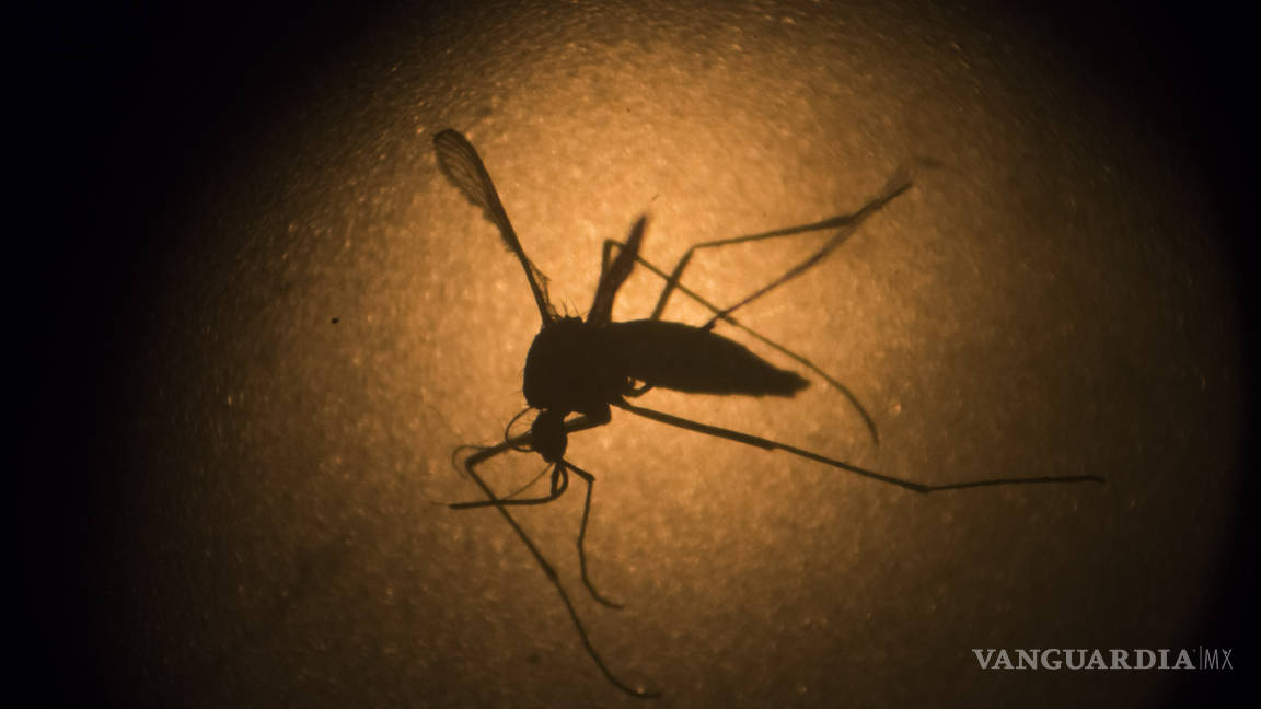 Reporta Nueva York cinco casos de zika