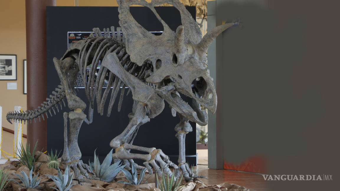 Presentan restos fósiles del Coahuilaceratops en el Mude