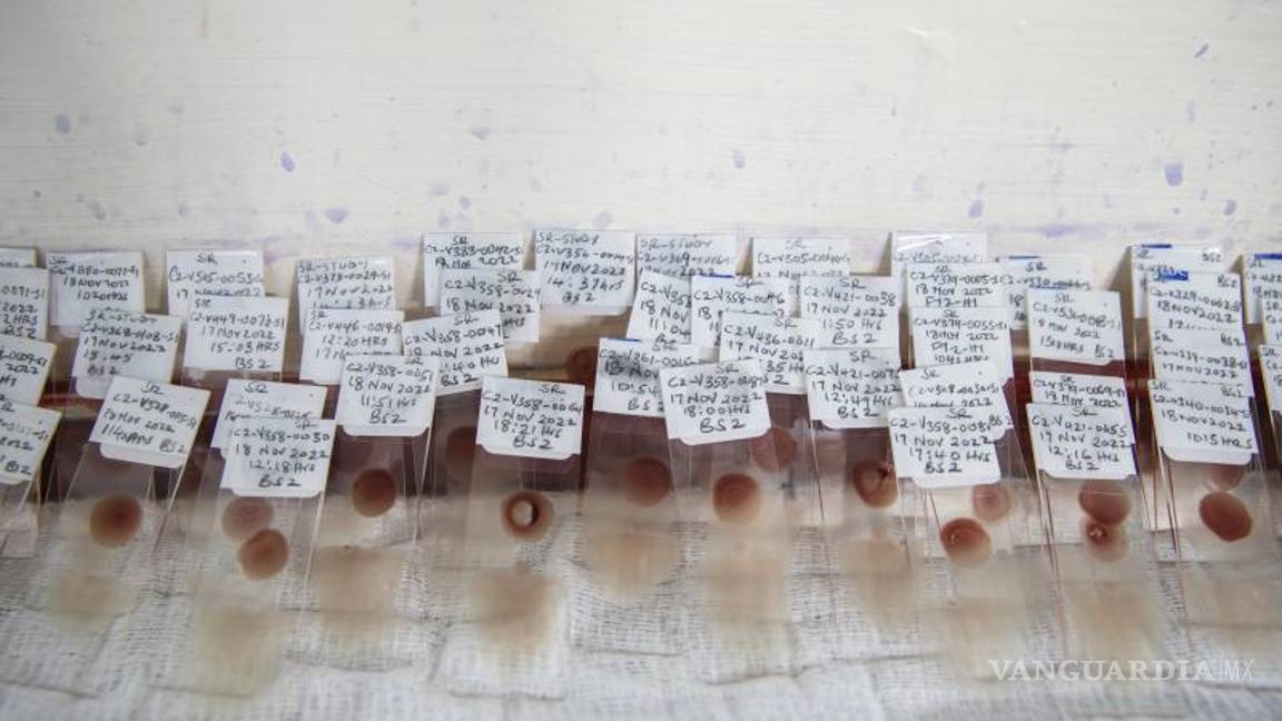 $!La malaria ha matado a más personas que ninguna otra enfermedad a lo largo de la historia de la humanidad.