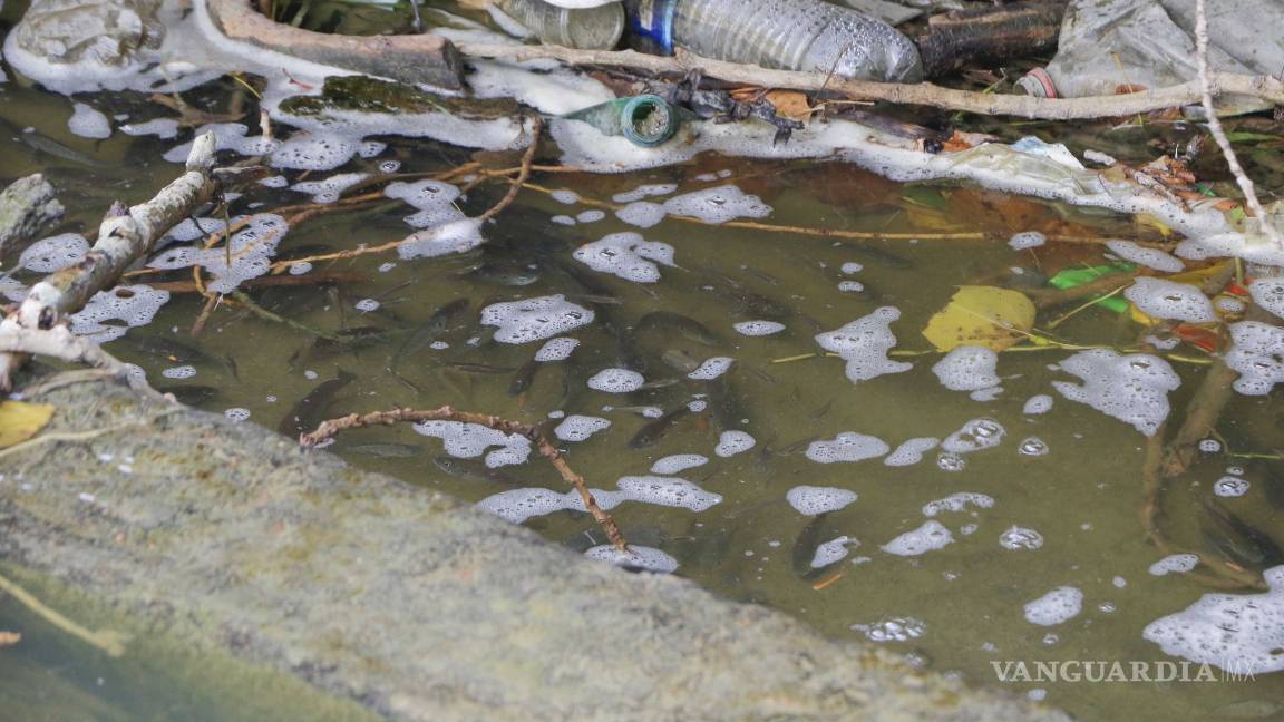 $!Denuncian sobrepoblación de fauna y contaminación en el lago de la Ciudad Deportiva de Saltillo