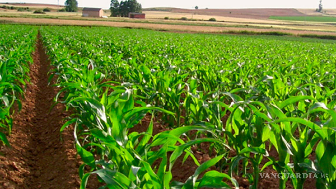 Cooperación científica en sector agrícola entre México y Japón es referente a nivel mundial