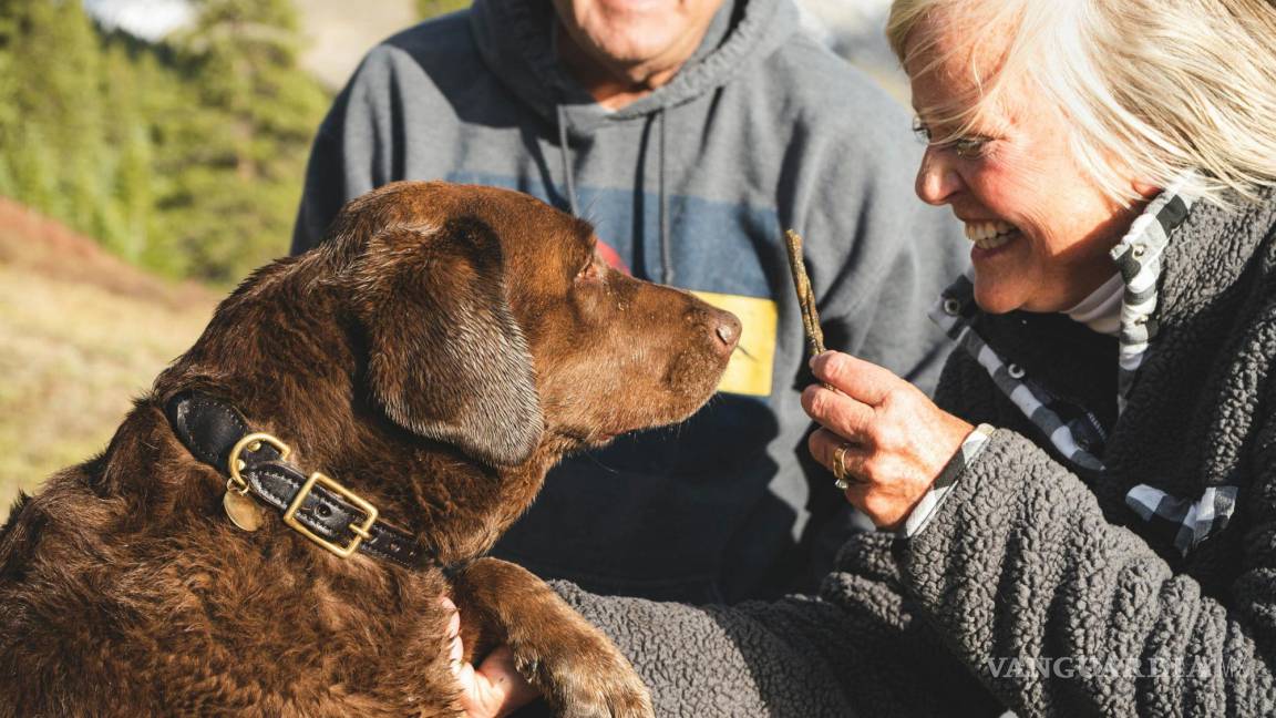 Sorprende nuevo descubrimiento sobre la memoria de los perros