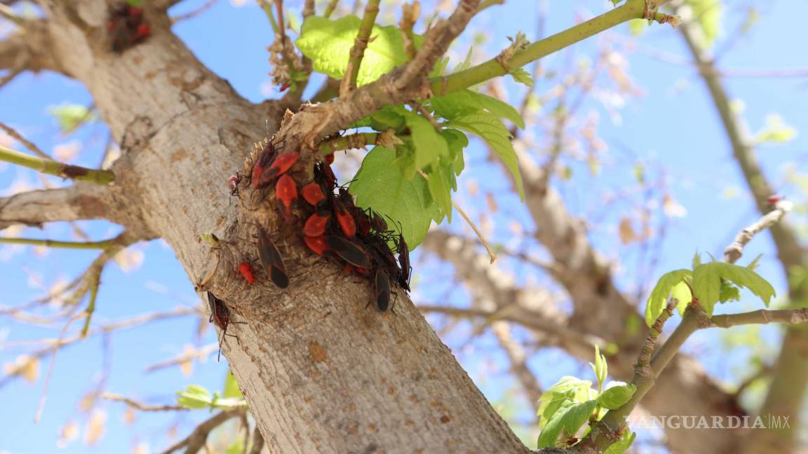 ¡Calma! Aparecen chinches del Arce en árboles de Saltillo; son inofensivas para humanos y mascotas