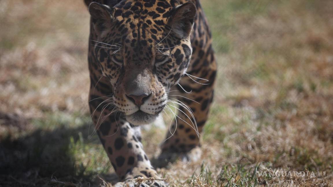 Santuario de jaguares en México permite admirar y aprender de la especie