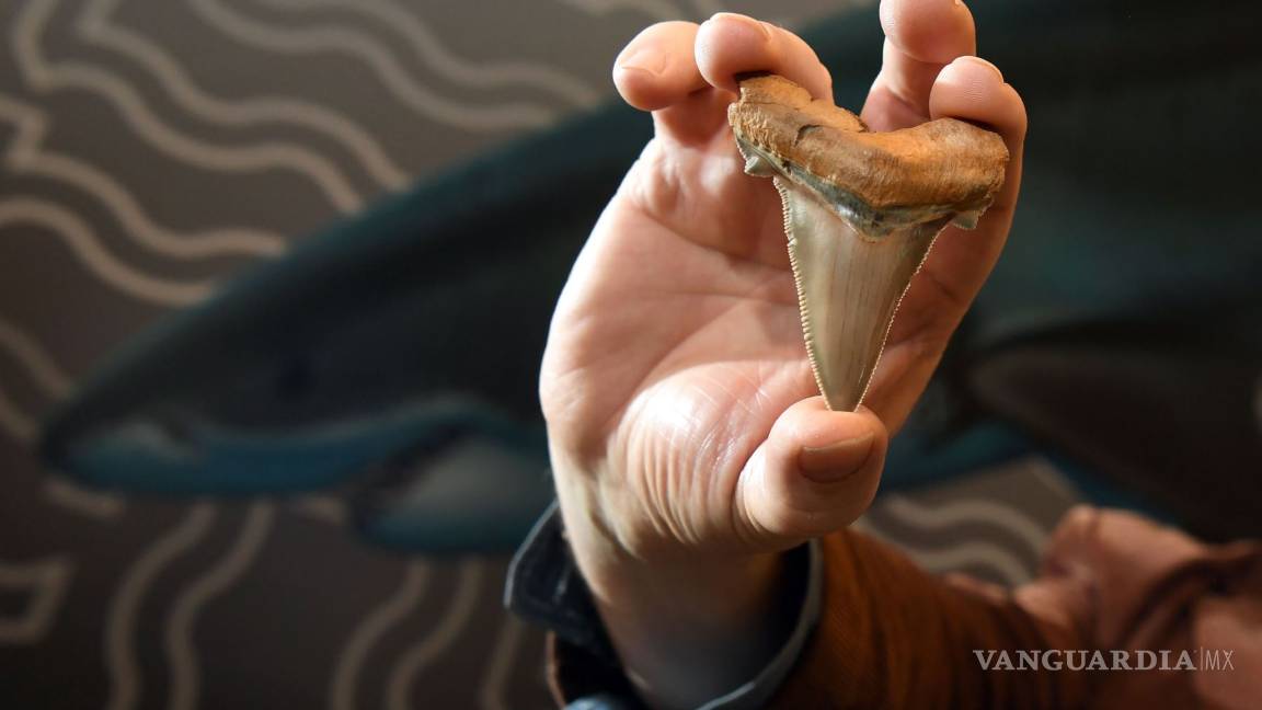 $!El asteroide que mató a los dinosaurios también extinguió a los tiburones