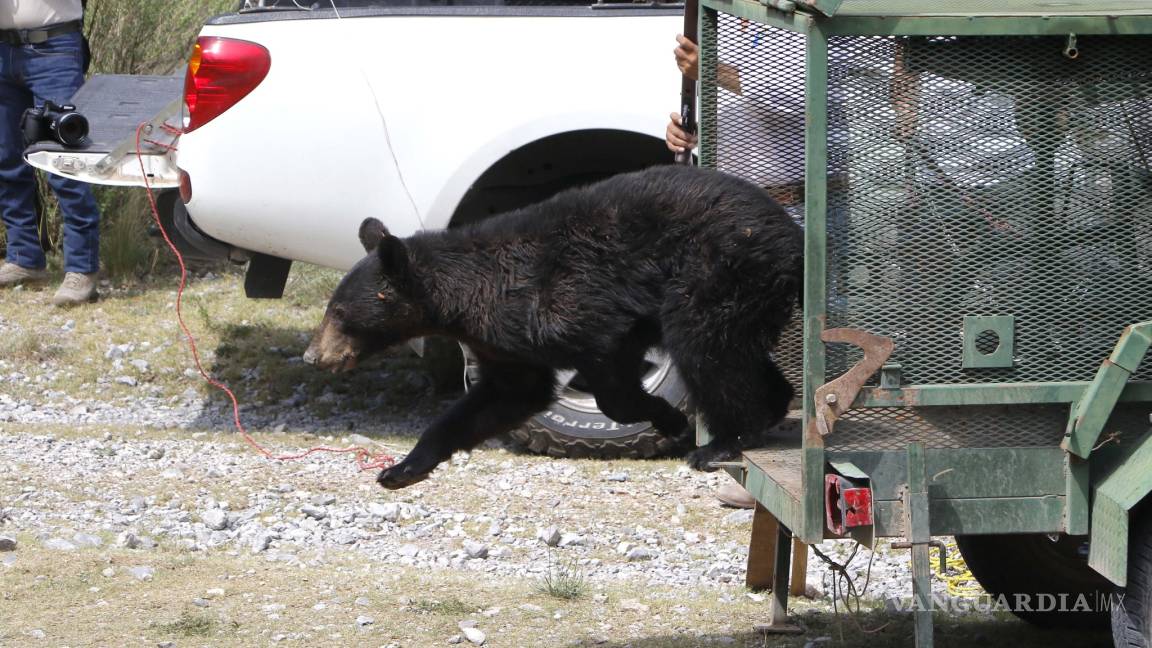 Atropellados 11 osos en carreteras que rodean la Sierra de Zapalinamé en Coahuila