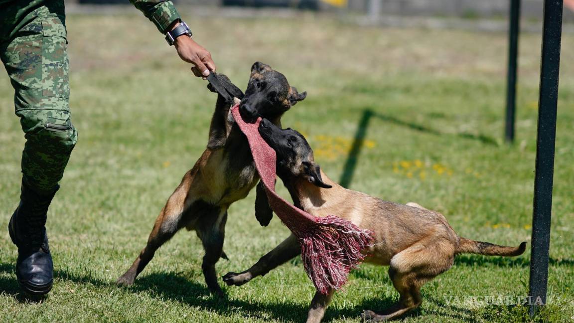 $!Un soldado entrena cachorros de pastor belga Malinois en el Centro de Producción Canina del Ejército y Fuerza Aérea Mexicanos en San Miguel de los Jagüeyez.