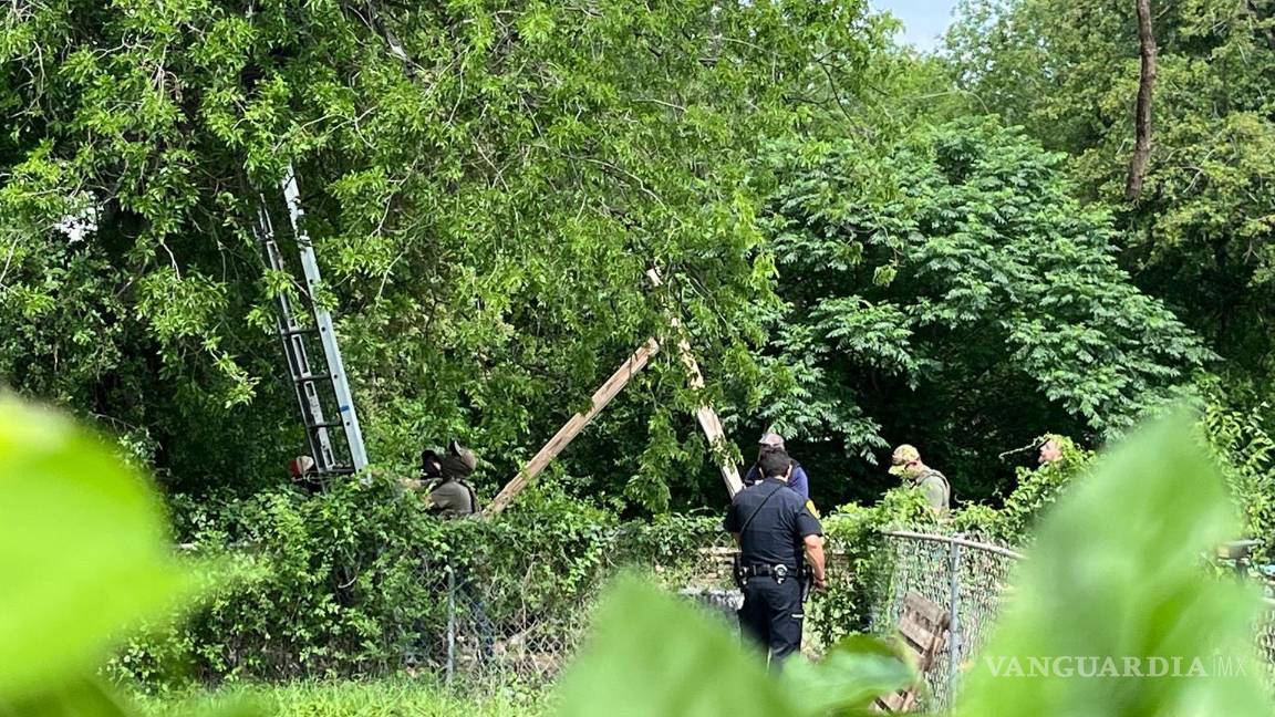 $!Agentes de migración encuentran a un hombre guatemalteco subido a un árbol en San Antonio, Texas. Raúl Ical descendió del árbol y fue detenido por ICE.
