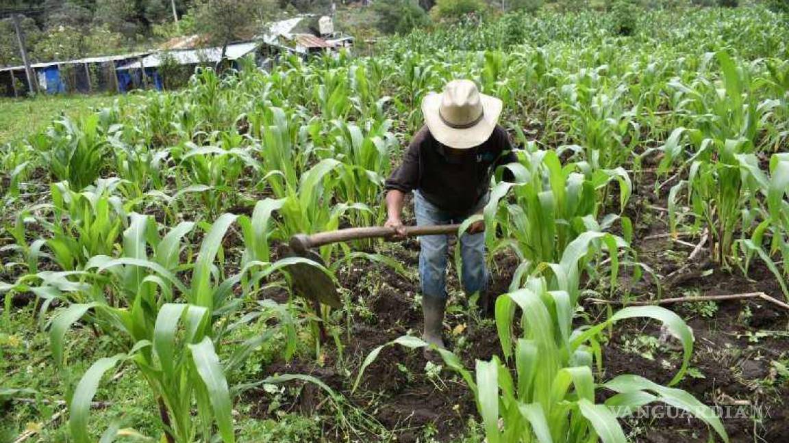 Cuestionan si México enfrentaría crisis alimentaria por no sembrar maíz transgénico