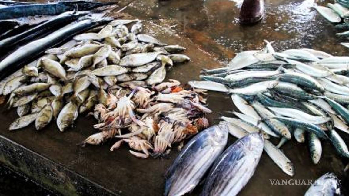 $!En México dan 'gato por pescado', engañan sustituyendo con especies más baratas
