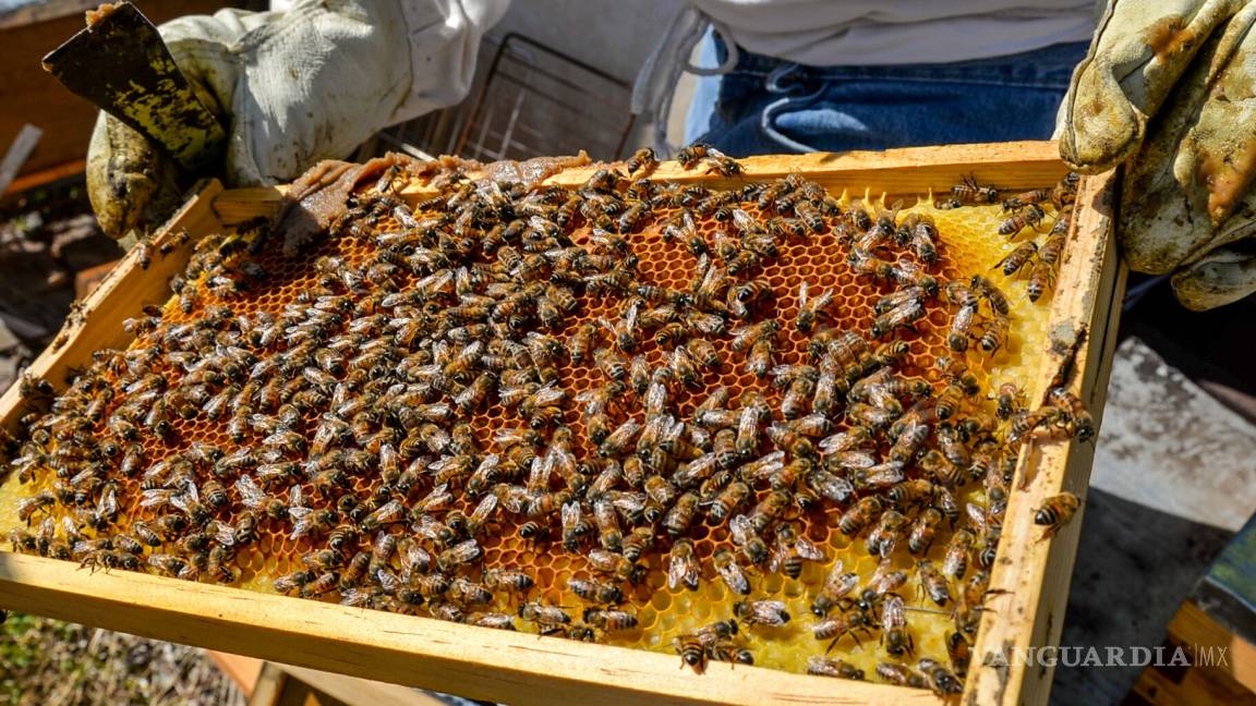 Miel “Hecho en México”, símbolo de calidad y sabor en el marco del Día Mundial de las Abejas
