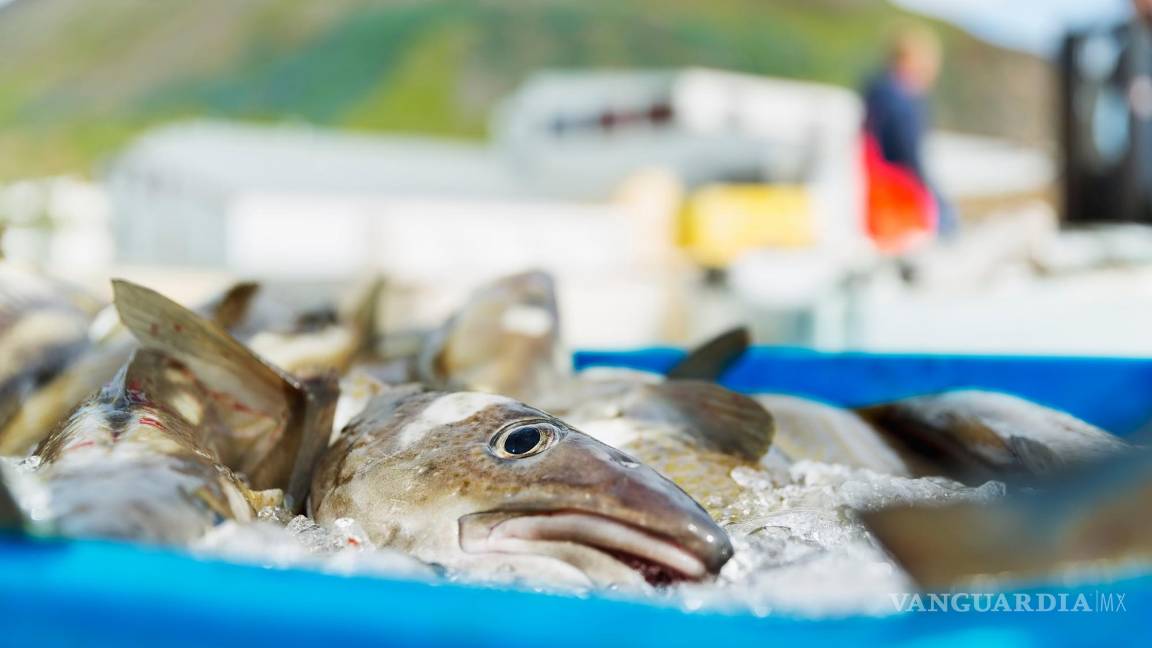 $!Bacalao de Islandia en un contenedor con hielo.