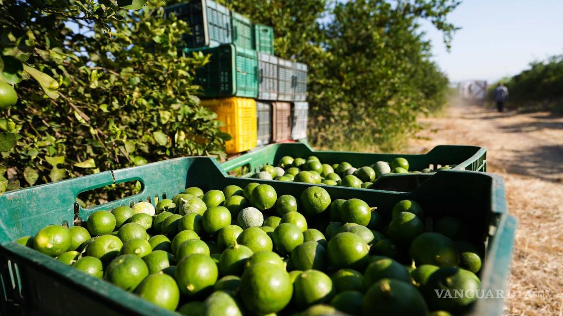 $!Se paraliza la industria limonera de Buenavista y Apatzingán por asesinato de empresario en Michoacán