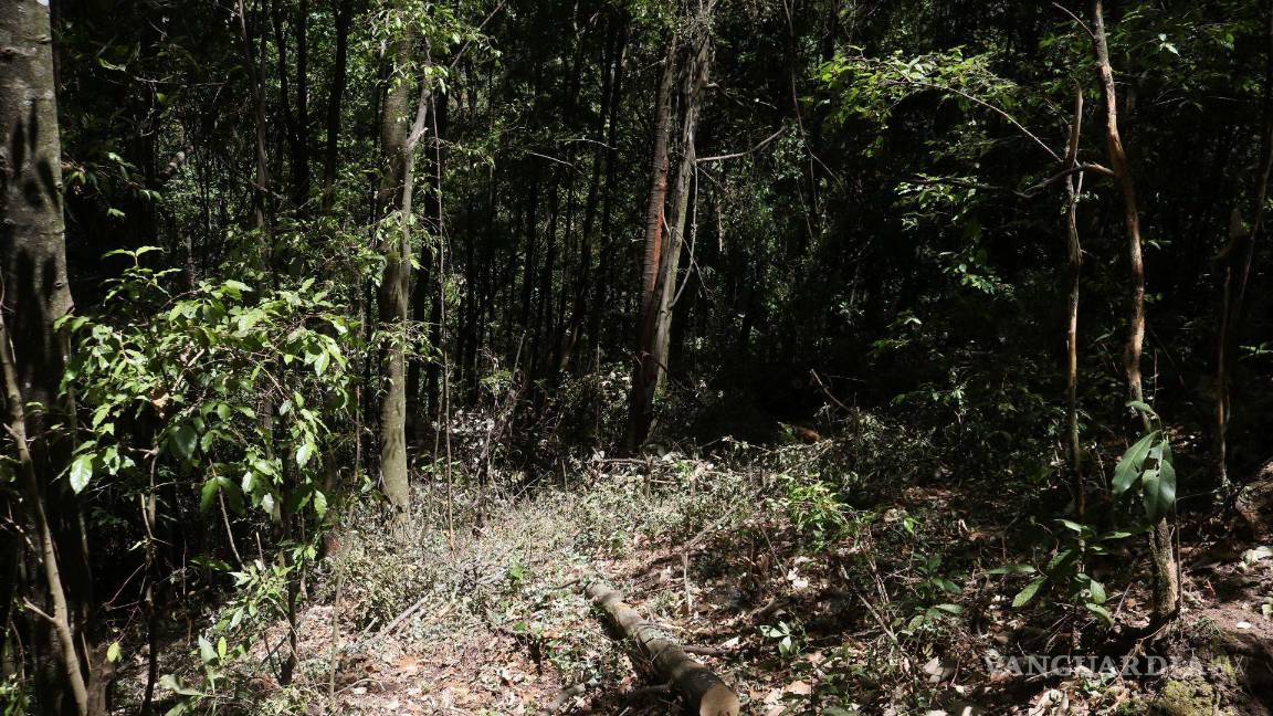 $!Recorrido por el paraje Los Pocitos en Michoacán seriamente afectado por la tala clandestina.