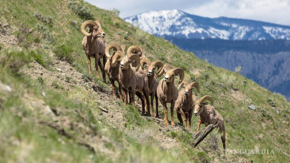 $!El Parque reúne a una gran variedad de especies de animales salvajes. EFE/National Park Service
