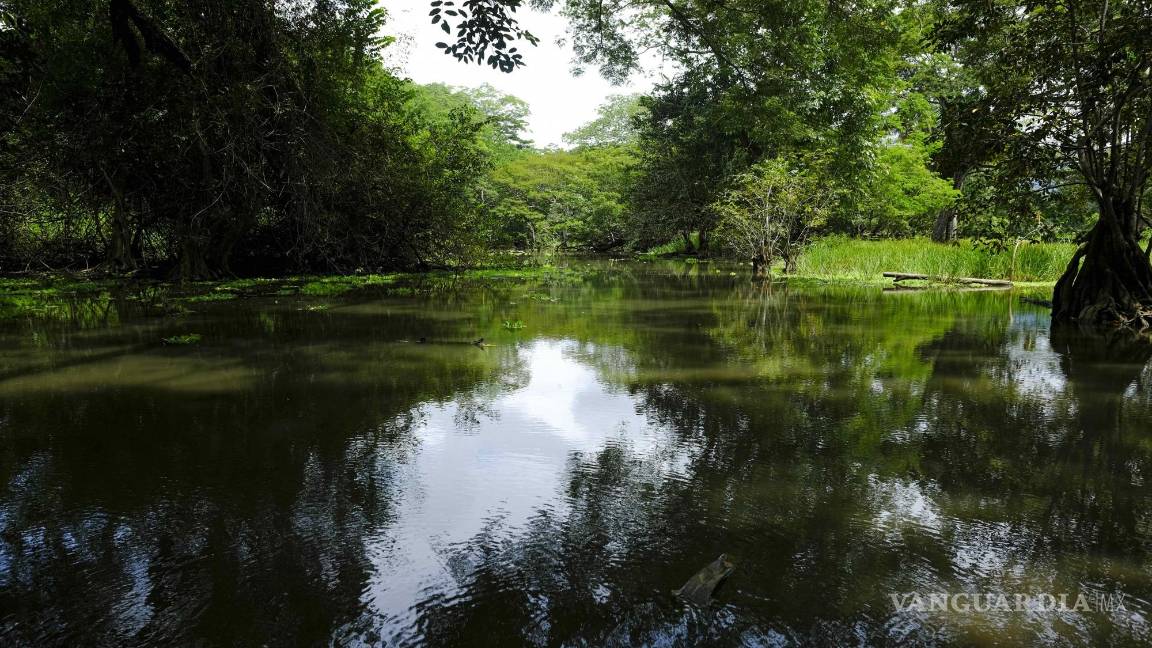 $!Vista de un manglar en los alrededores de la playa Guacalillo, unas de las más contaminadas de Costa Rica.