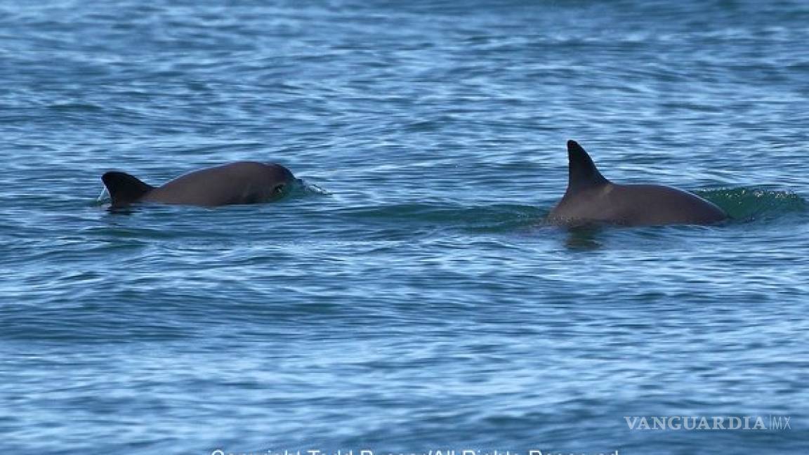 Confirman avistamiento de 25 ejemplares de vaquita marina