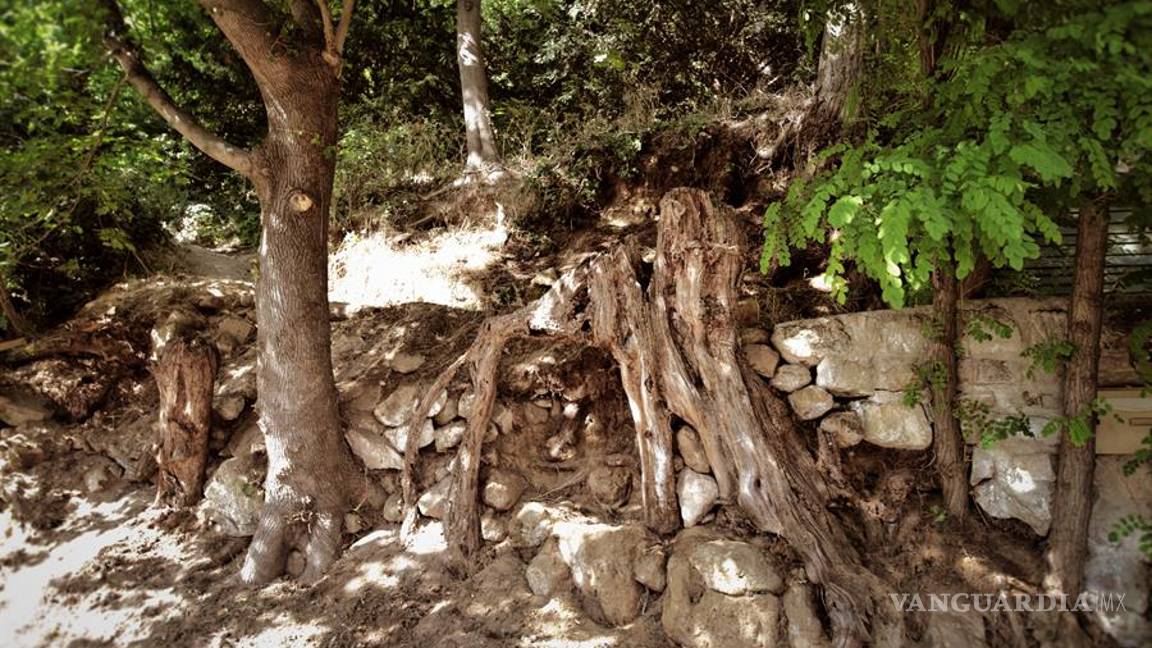 $!"Raíces de árbol”, último cuadro de Vincent Van Gogh antes de su muerte