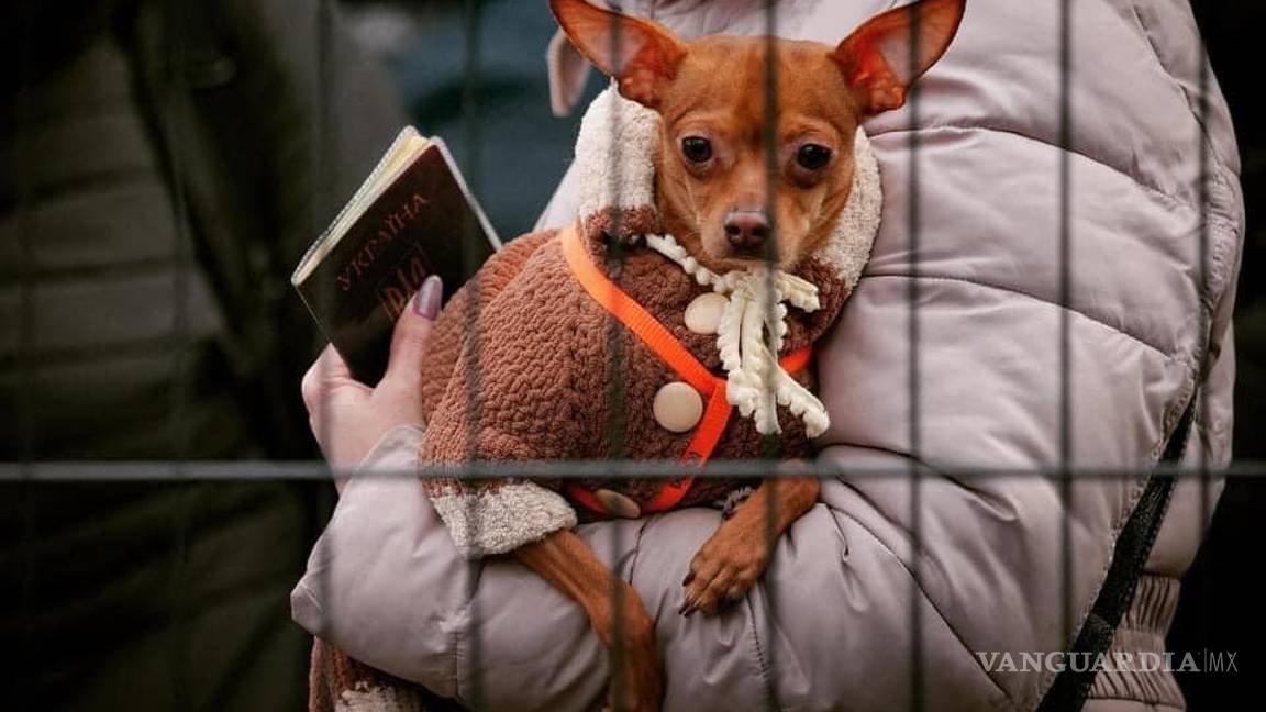 $!Cargados o en sus cajas, perros y gatos fueron llevados fuera de Ucrania.