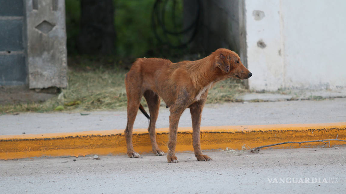 Campañas de esterilización de perros y gatos, disminuyen población callejera en Piedras Negras