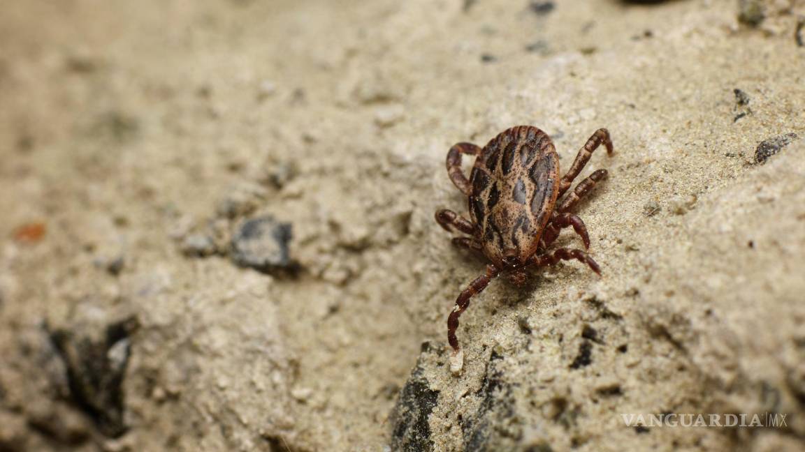 $!Elimina la maleza, las hojas secas y otros desechos.