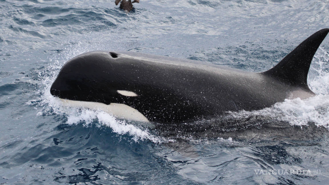 Descubren nueva subespecie de orca al sur de Chile