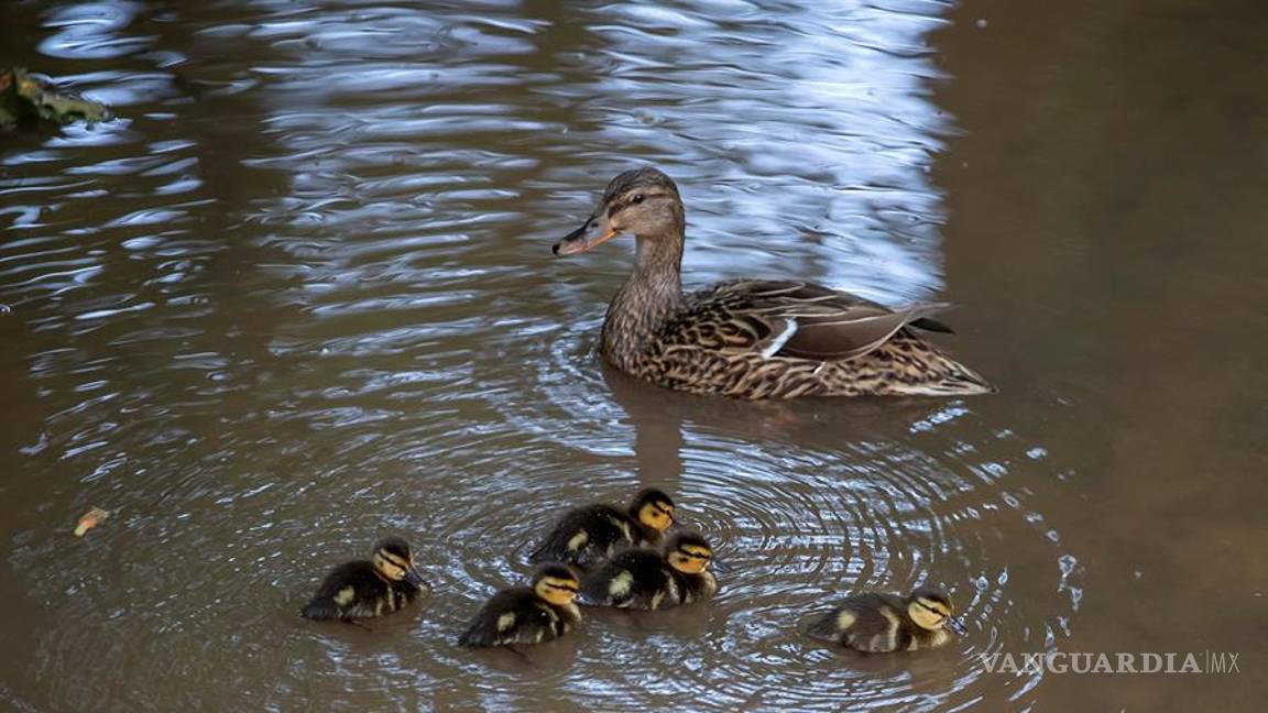 $!Mira cómo festeja el Día de la Tierra sus primeros 50 años con una pandemia global por el COVID-19