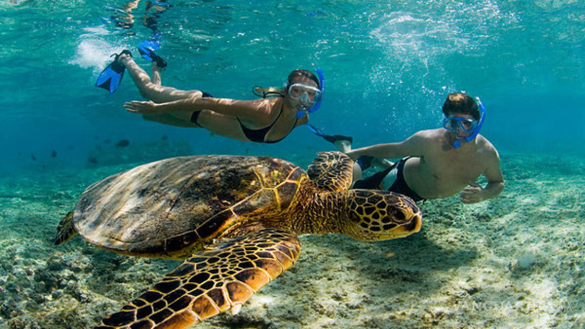 Profepa suspende nado con tortugas en Akumal