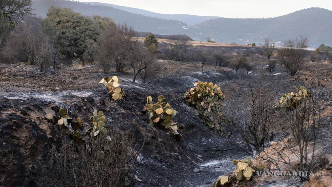 Bajo control el incendio en la sierra de El Tunal en Arteaga; 73 hectáreas afectadas