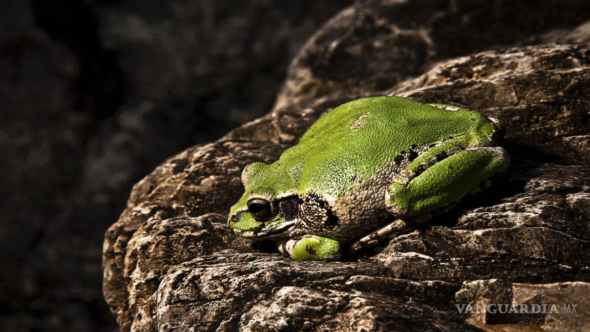 El calor puede contrarrestar efecto mortal de un hongo que ataca a las ranas