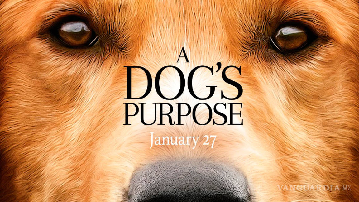 PETA convoca a boicotear la película A Dog’s Purpose por el maltrato a un perro durante el rodaje