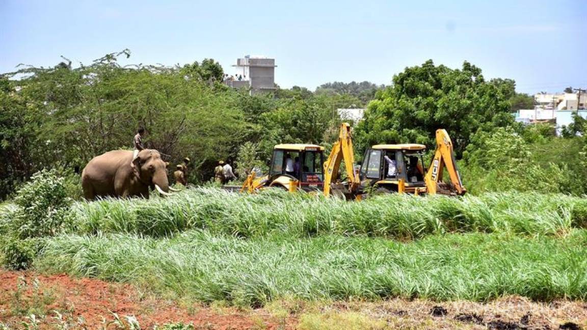 Un elefante genera pánico en varias aldeas indias y mata a 4 personas