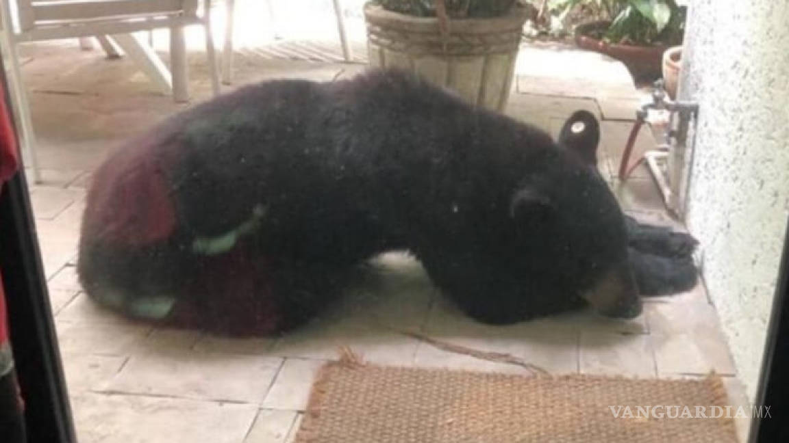 Capturan a oso en patio de una casa en Monterrey; investigan si es el mismo de la selfie